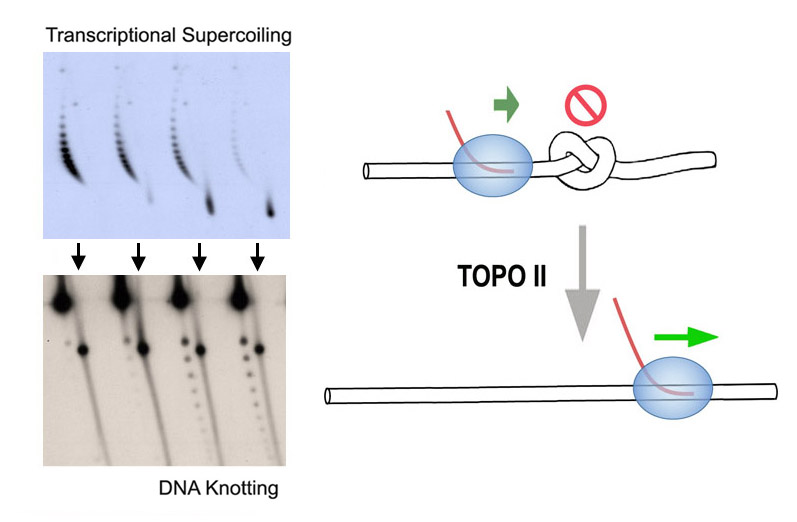 Chromatin Knots